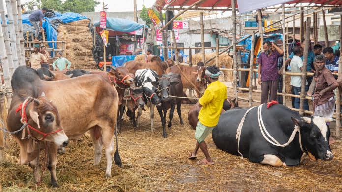 Sales gaining momentum at Dhaka cattle markets