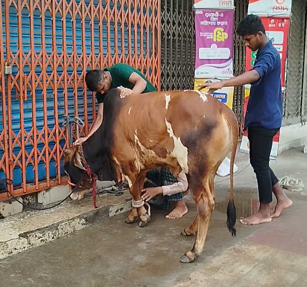 Over 91 lakh animals sacrificed during Eid
