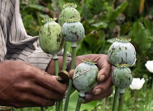 Raw materials used to produce heroin entering Bangladesh from Myanmar