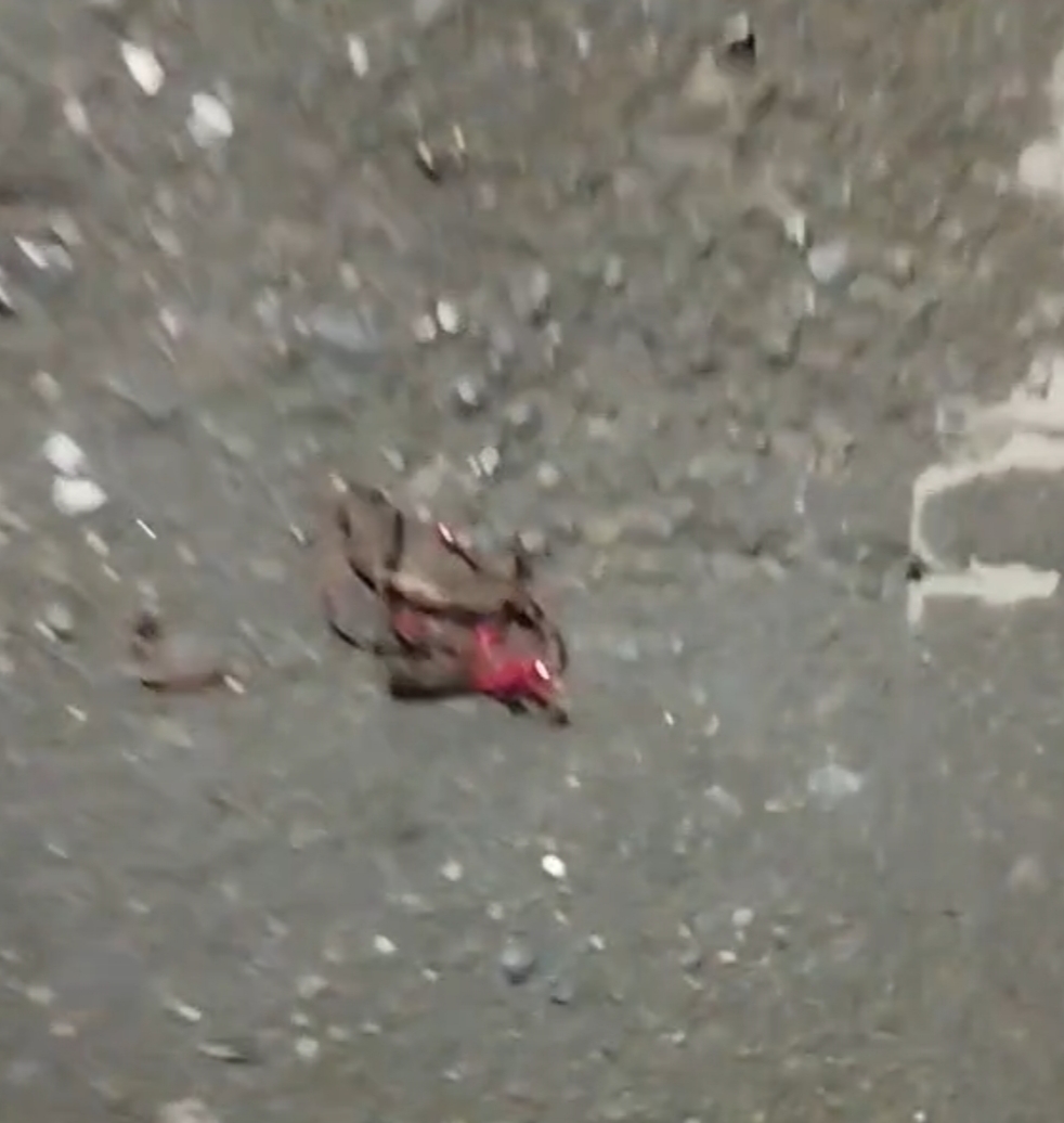 মালিবাগ চৌধুরীপাড়ায় ফ্লাইওভারের ঢালে ককটেল বিস্ফোরণ