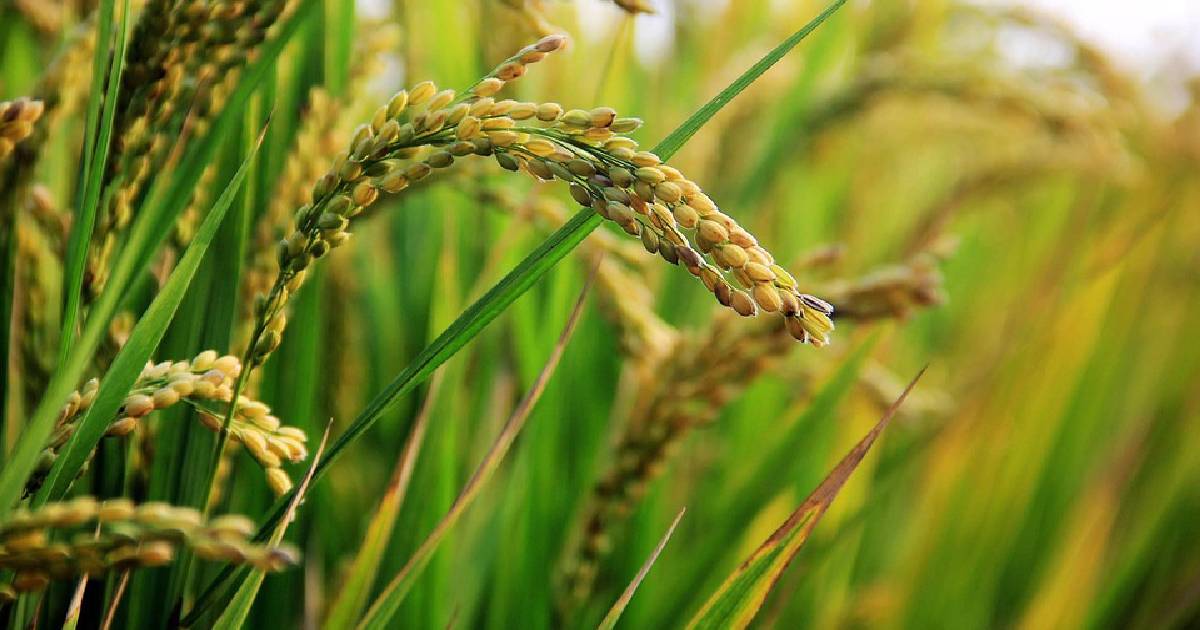 BRRI-87 becoming paddy of choice for Benapole farmers