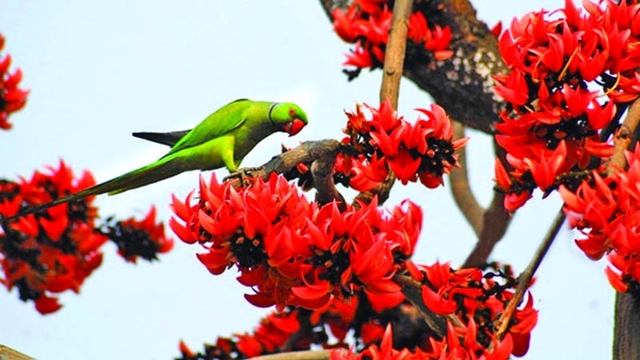 Pahela Falgun Today.