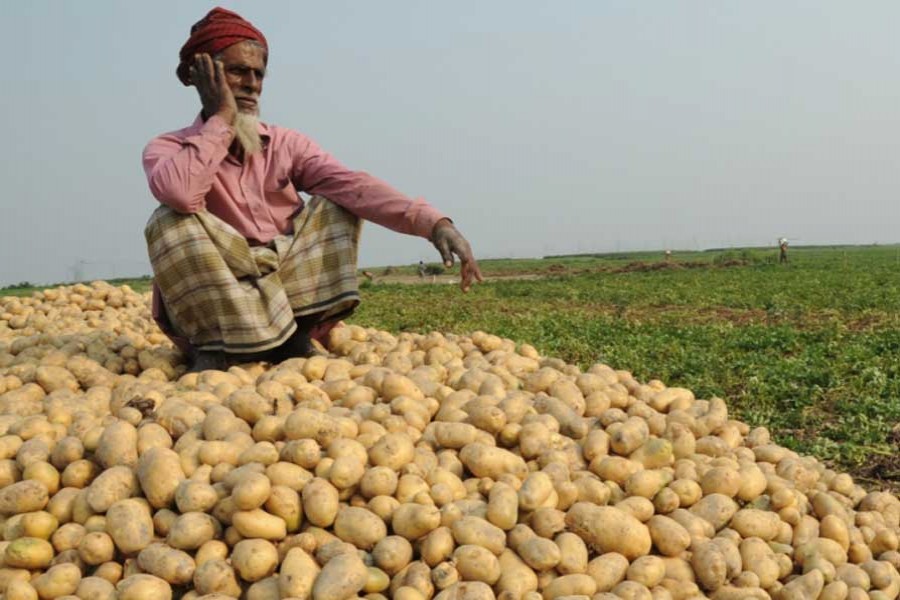 Govt takes measures to boost potato export