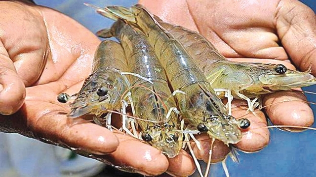 Bangladesh shrimp sector enters into e-traceability system