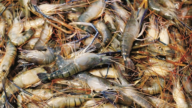 Shrimp gradually losing global market share