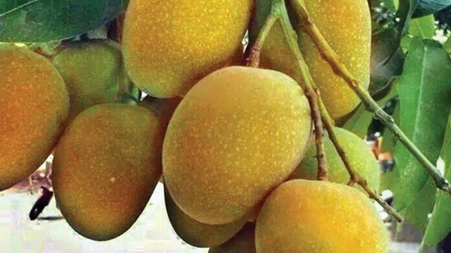 Mango imports plummet as local yields keep soaring