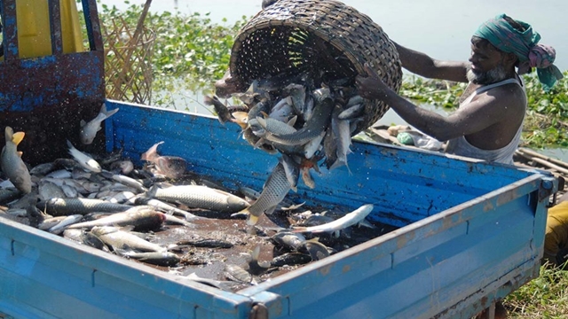 BD earned $514m by exporting fish in FY18: Minister