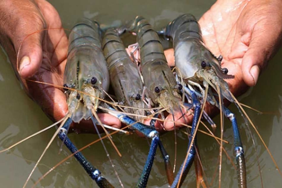 Prawn production witnesses sharp rise since FY12