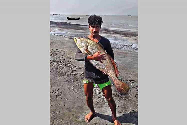 81 fishes fetch Tk 4.0m for Cox's Bazar fisherman