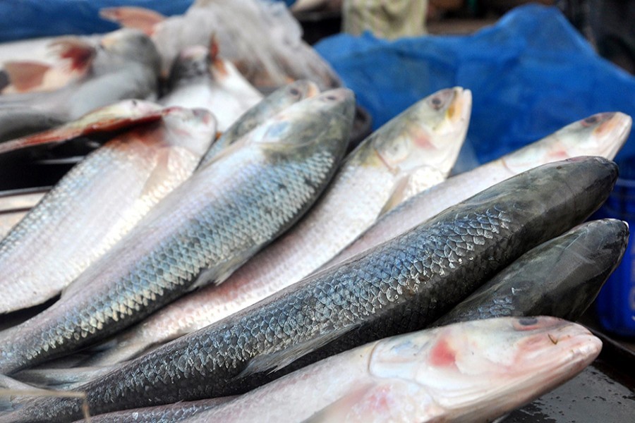 Two-month Hilsa ban begins