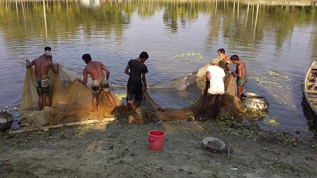 Bogura catfish farmers earn over Tk 300m per year