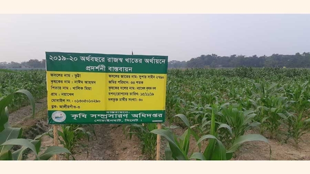 Good maize yield in Sylhet region this season