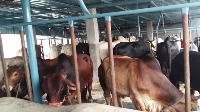 Commercial cattle rearing gets a boost at grassroots level