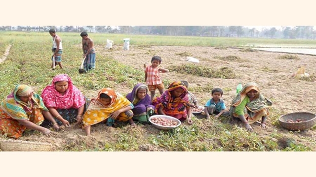 Potato harvest going on in Bogura amid labourer crisis