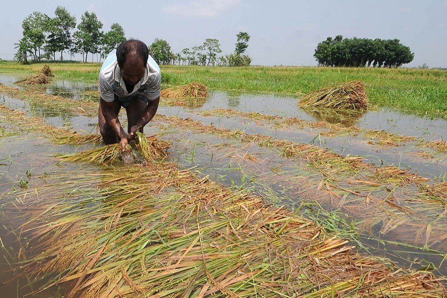 ‘Haor farmers harvested 44pc paddy’