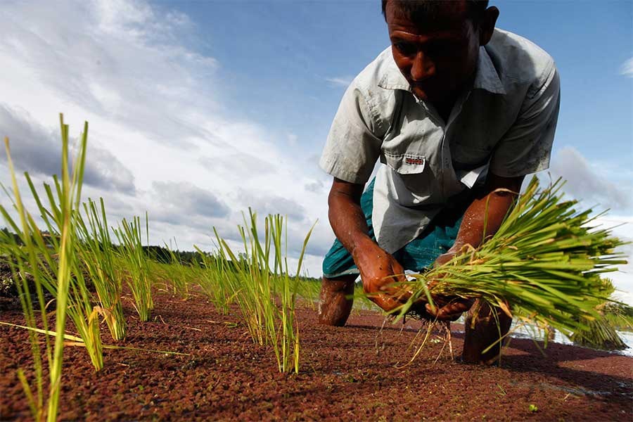 Input supply disruption takes toll on farming