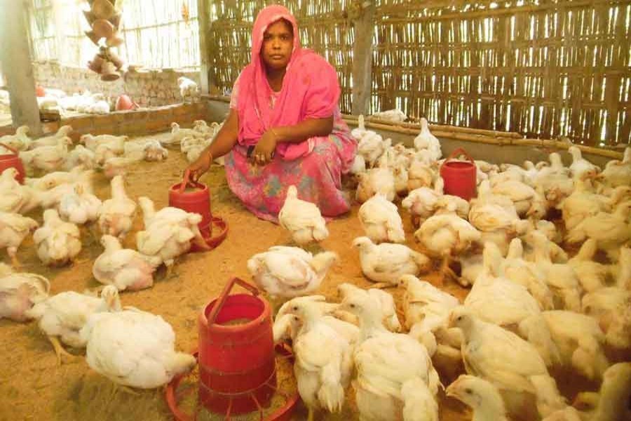 Livestock dept facilitates sales of poultry items worth Tk 267.2m