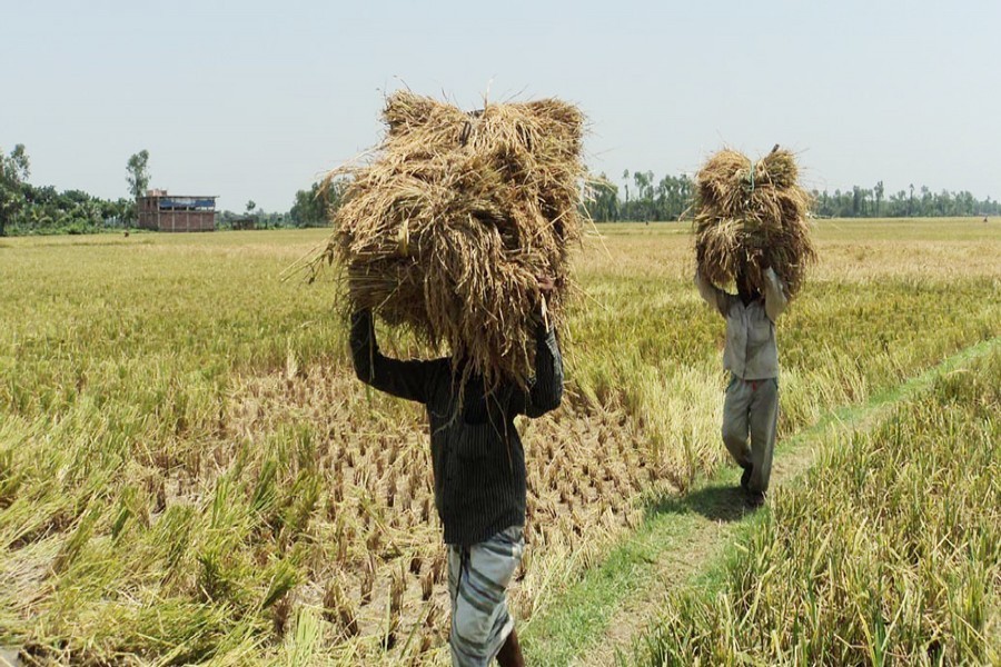 Govt to buy extra Boro paddy for coronavirus aid