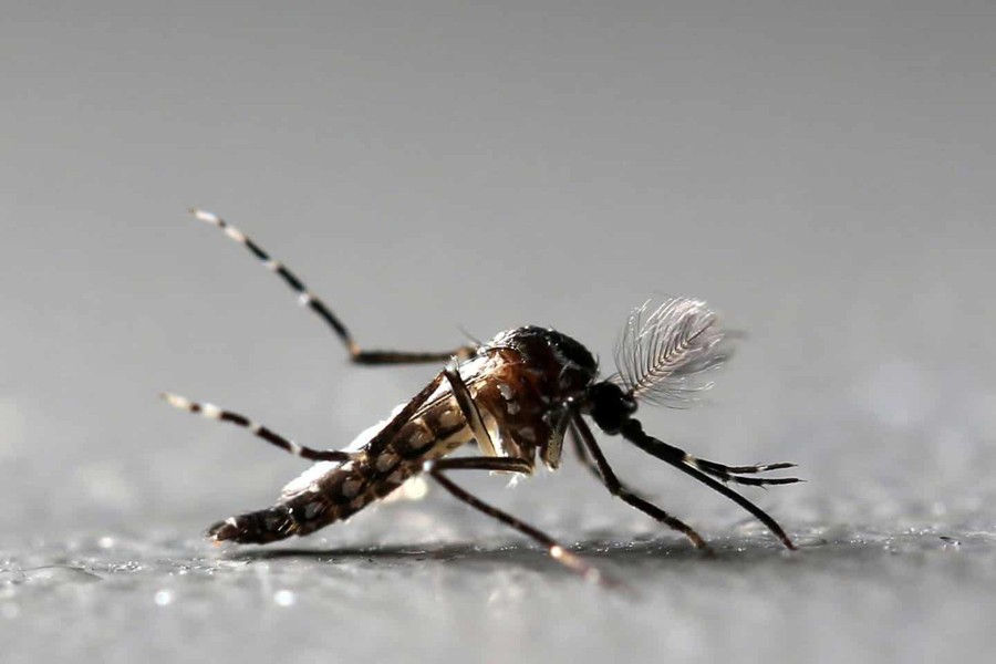 No new dengue case reported in 24 hrs