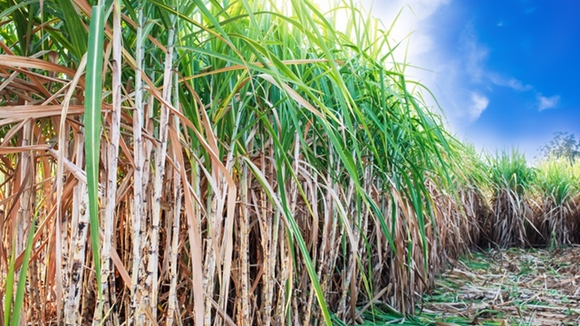 Promoting technology to boost sugarcane yield stressed