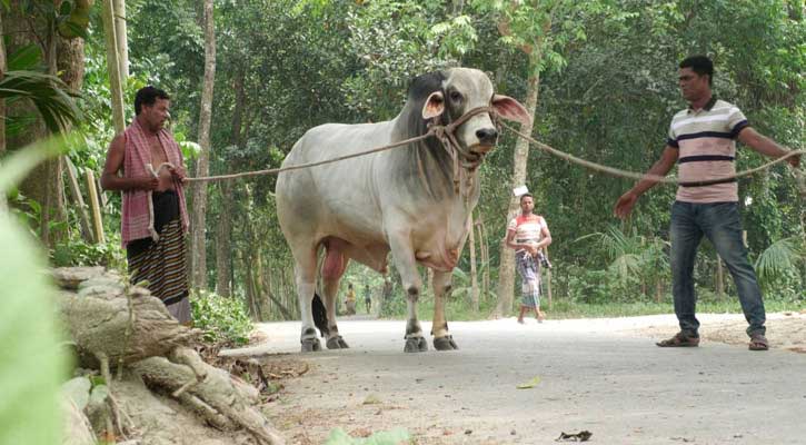 Farmer couple sacrifices cow in name of Bangabandhu, Bangamata, PM