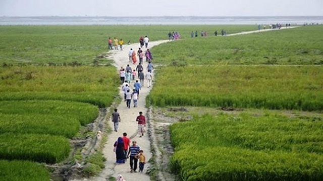 Cereal crops, vegetation turn Padma char a green landscape