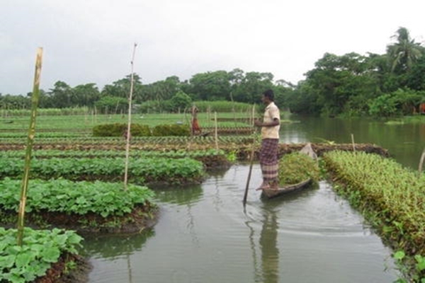 Rangpur landless cultivators growing veg on floating beds
