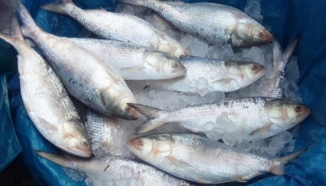 Ban on hilsa fishing from Oct 7 to 28