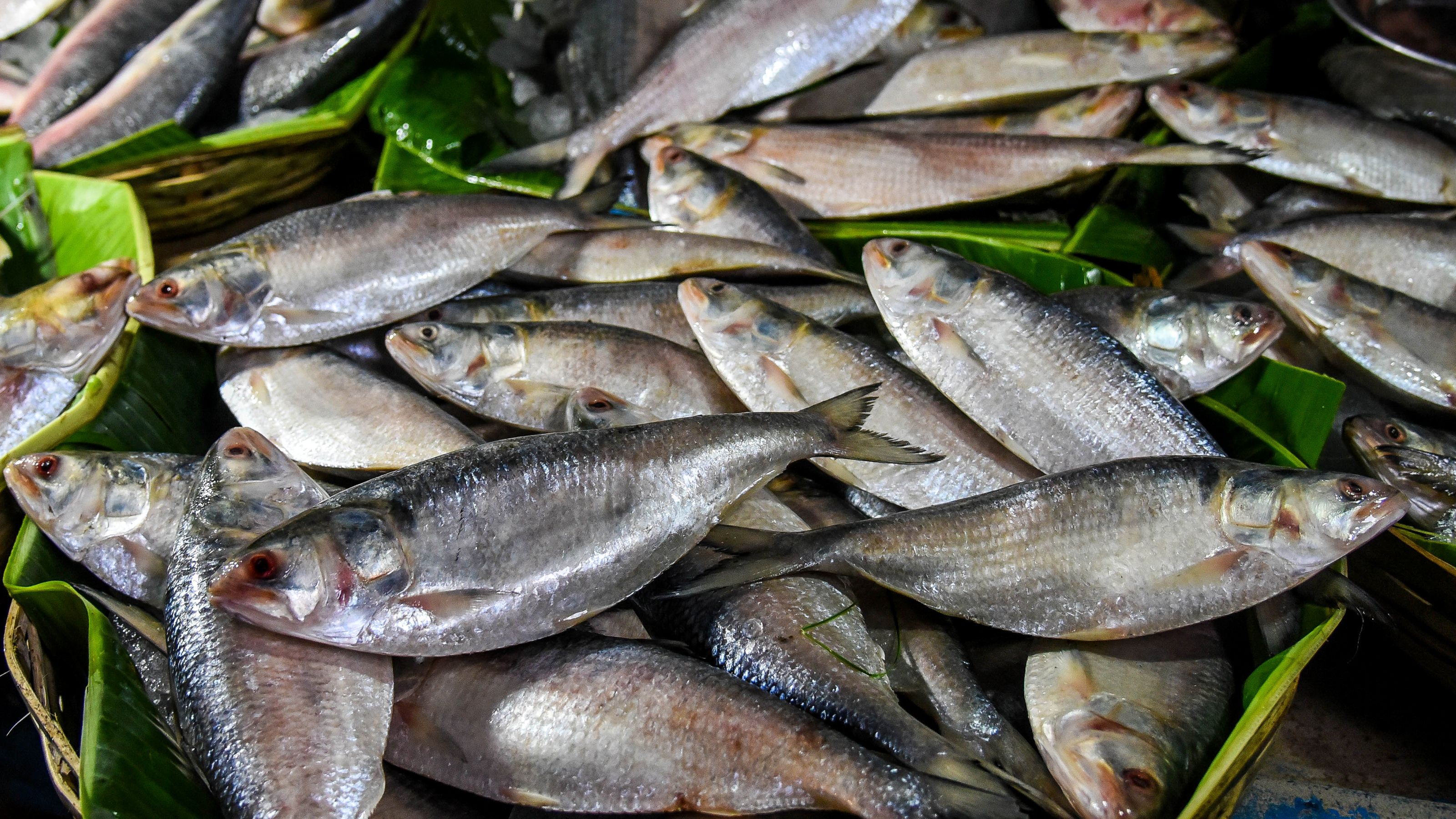 Distribute fishes with relief items: Fisheries ministry