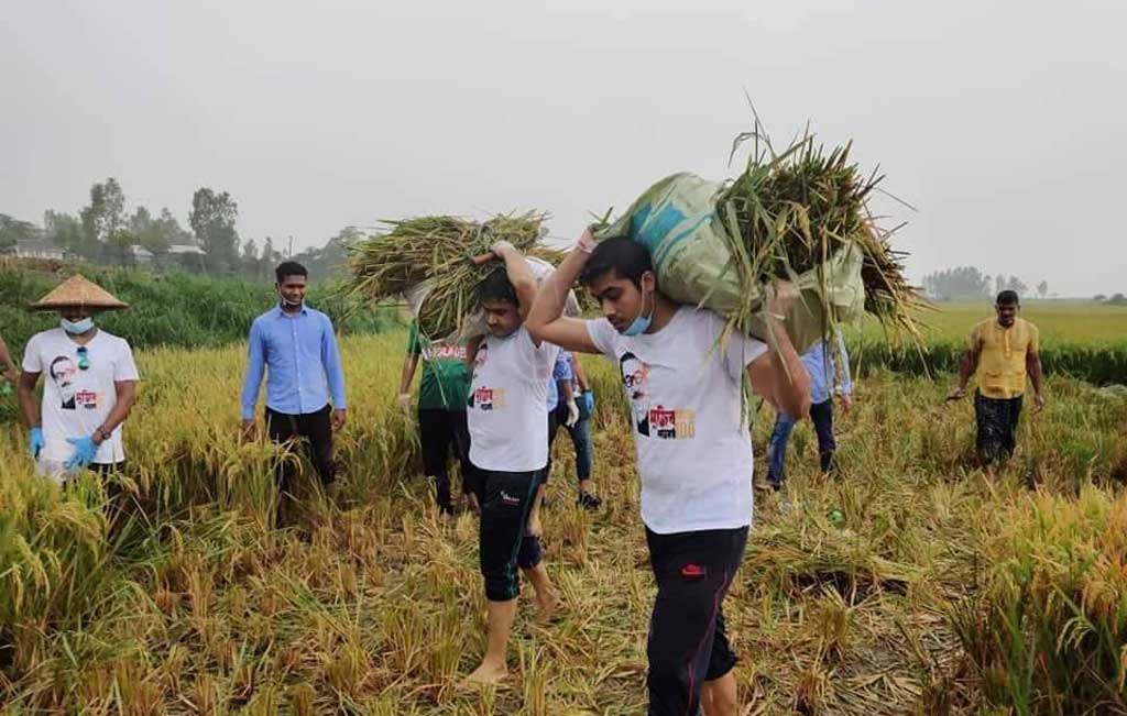 Chhatra League joins farmers harvesting paddy amid labour crisis