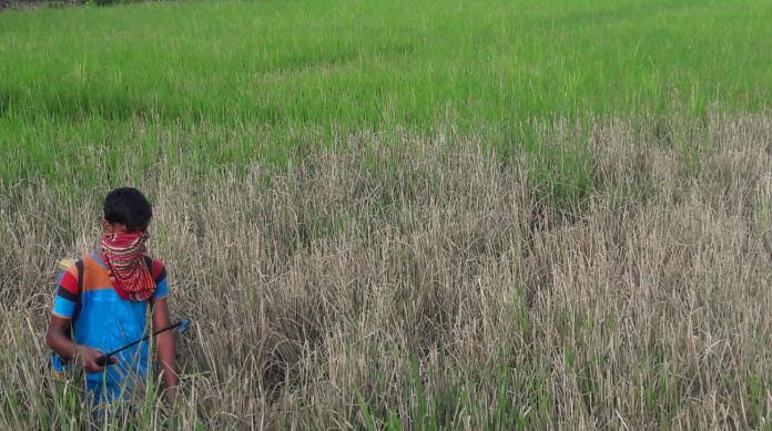 Pests attack rice fields in Cox's Bazar