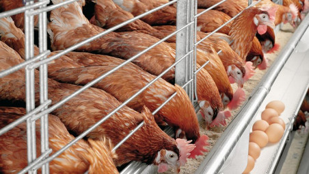 Poultry sector stares at over Tk1,150 crore losses