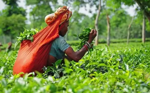 Govt to expand tea cultivation in CHT: commerce secretary