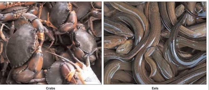 Live crab, eel fish exporters seek 30pc cash incentive