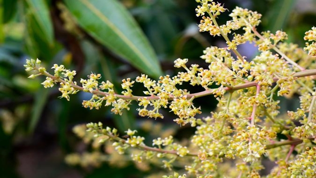 Mango flowering starts early in Rajshahi