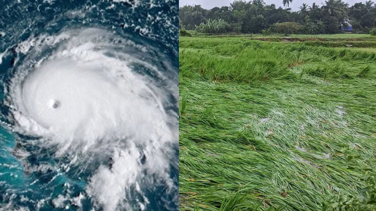 সবচেয়ে বেশি ক্ষতি ফসলের