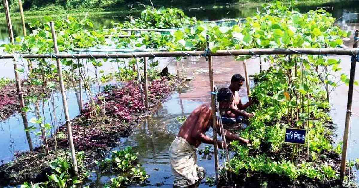 Vegetable farming on floating beds gets popular in Sylhet 