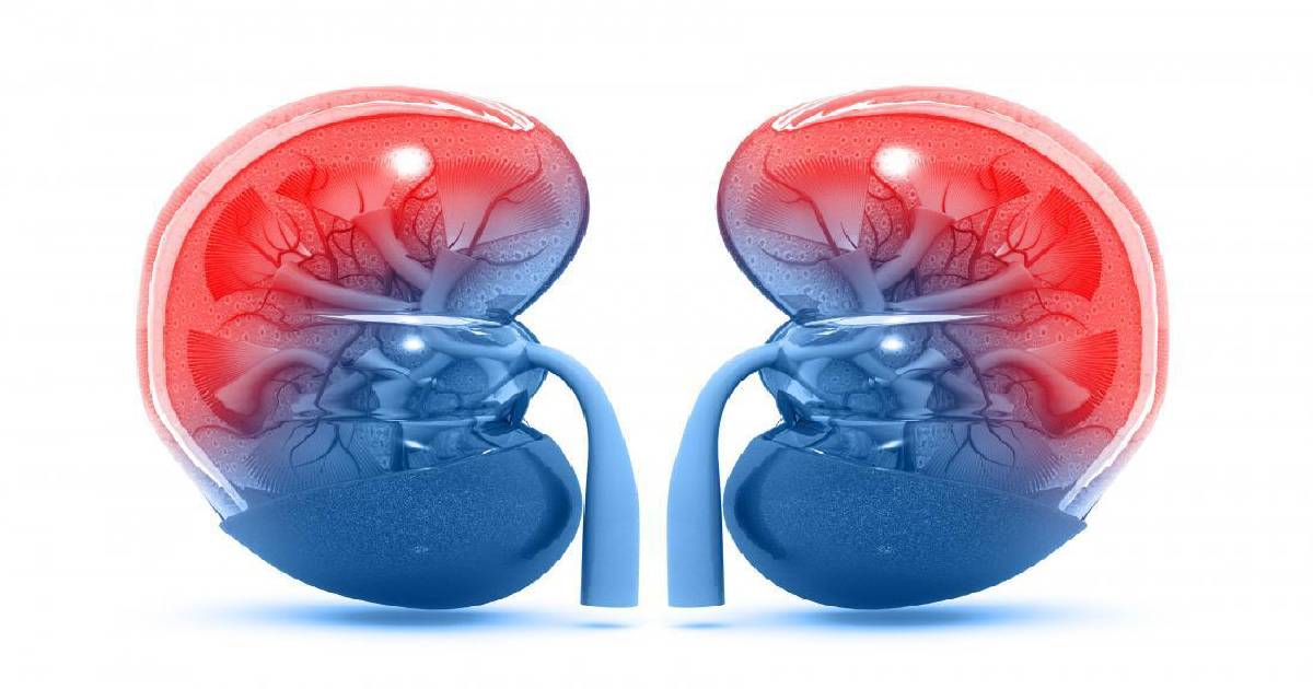 Israeli researchers develop method to rejuvenate kidneys