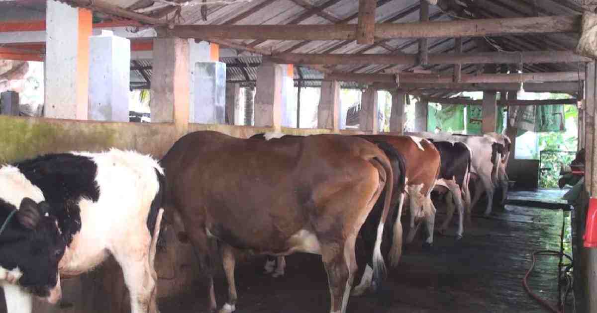 COVID-19: Satkhira dairy farmers forced to dump huge milk every day   