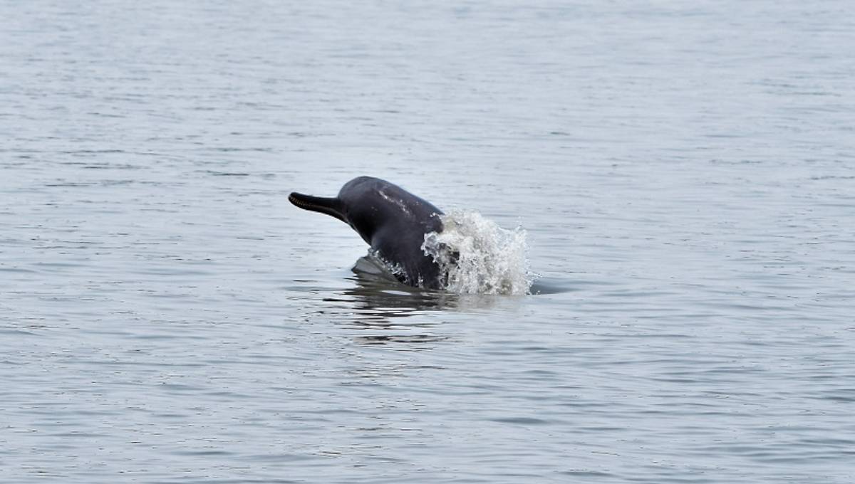 Dolphin survey in Sundarbans almost complete