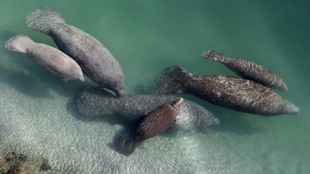 Manatee deaths in Florida drop to 606 in 2019