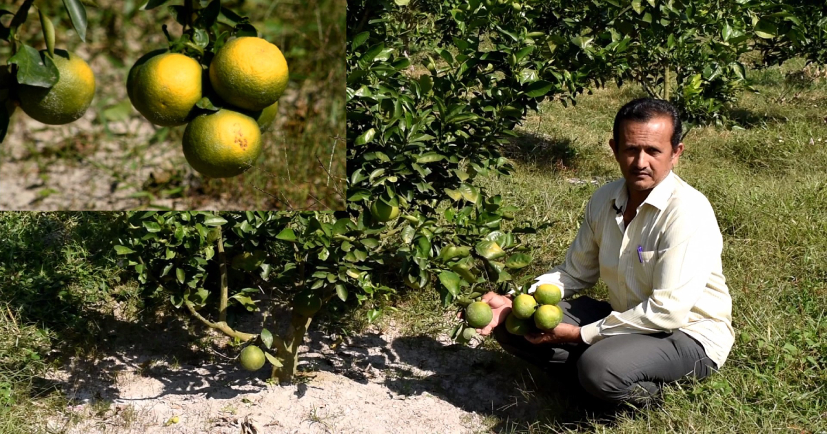 Malta farming helps Boalkhali youth turn around his fortunes