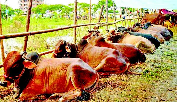 DSCC allows five makeshift cattle markets