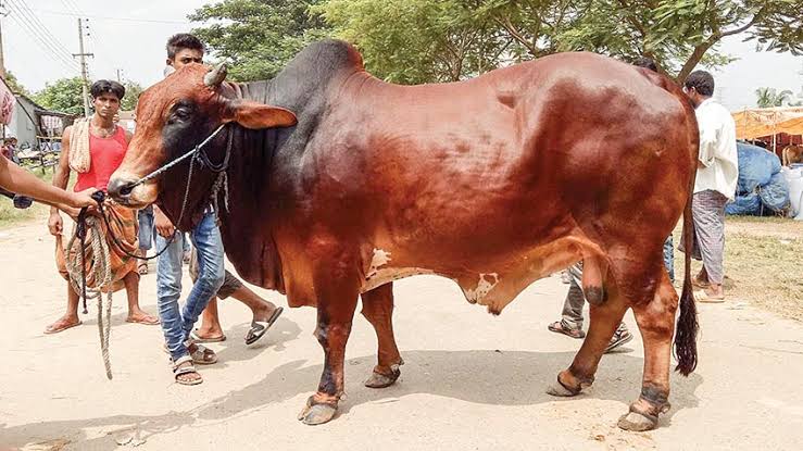 Govt body to run awareness campaign on health rules, rawhide collection