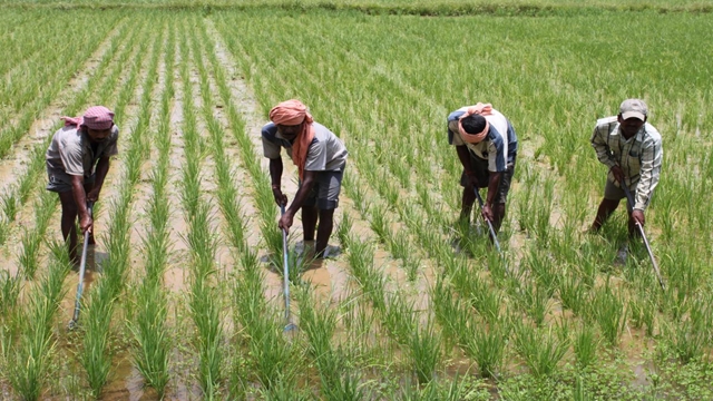 Weed management holds key to boost food production by 22pc