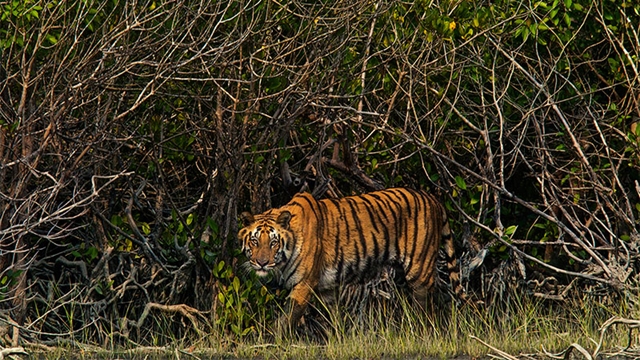 Planning your Sundarbans adventure