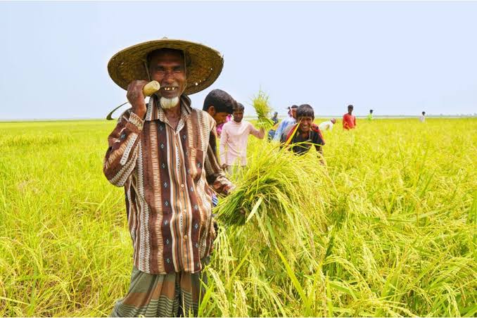 Commercial aromatic rice farming shows bright prospects