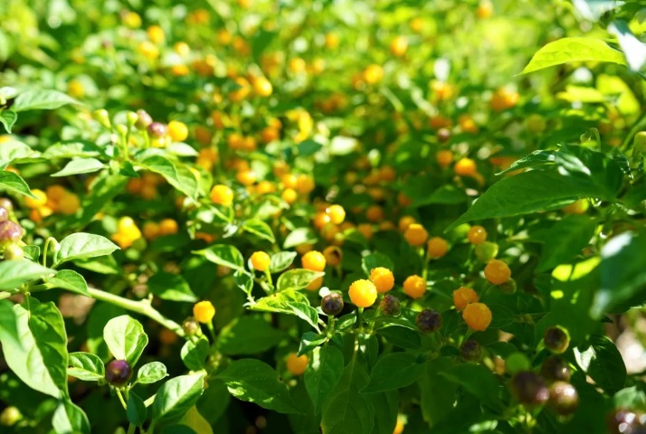 Mother of all chillies ‘Aji Charapita’ produced in Bangladesh