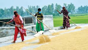 Govt to procure 850,000 MT food grains from marginal farmers