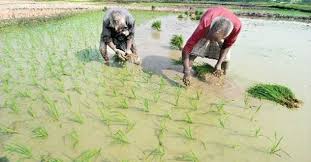 Bangladesh moving towards high-value crops